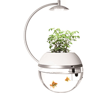 Herbs & Fish（ハーブ＆フィッシュ）
