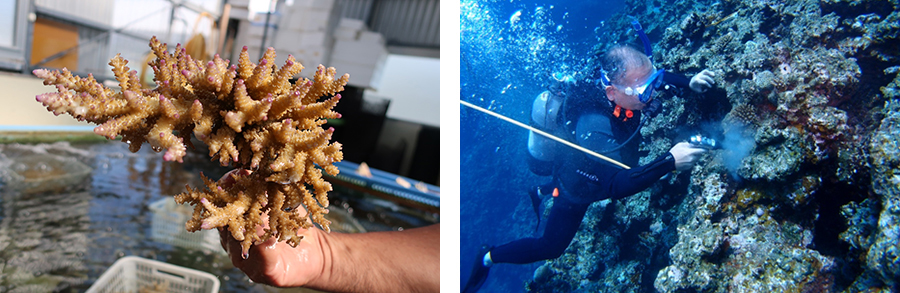 当日植え付けたサンゴの苗と、植え付け作業の様子