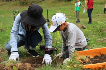 Afforestation activities by employees